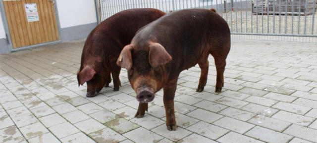 Duroc Schweine aus dem Landkreis