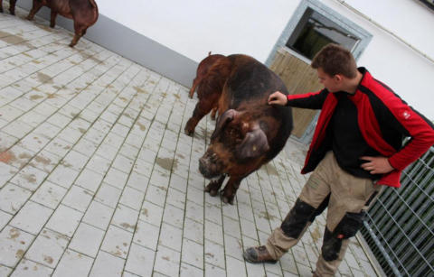 Duroc Schweine aus dem Landkreis