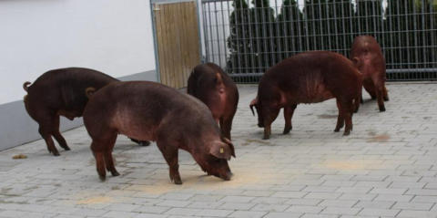Duroc Schweine aus dem Landkreis