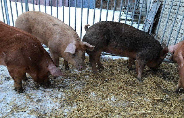 Gesundes Fleisch mit mehr Genuss © Fotos: Schmid