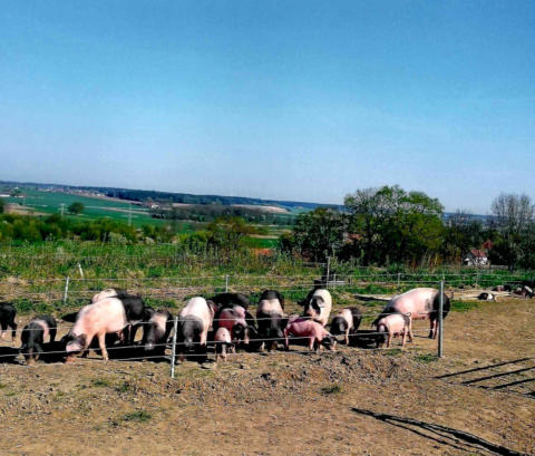 Schwäbisch-Hällische Schweine aus dem Landkreis